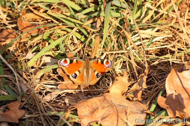 Aglais io da gennaio a dicembre